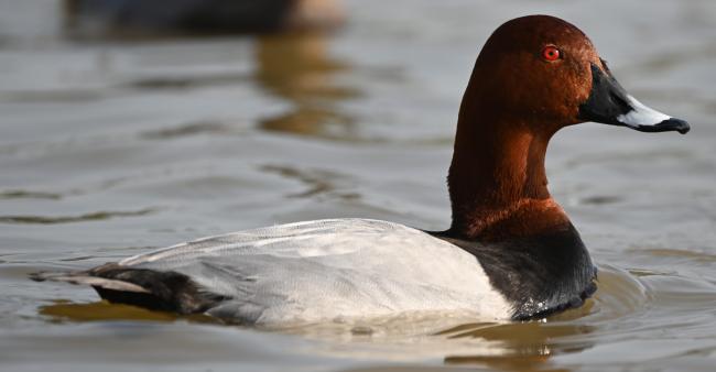 Common Pochard