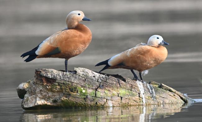 Ruddy Shelduck