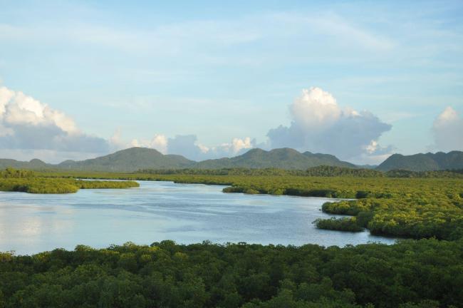 Del Carmen Mangrove Forest 