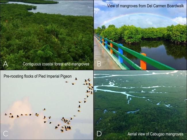 (A, B) Poblacion boardwalk and view deck overlooking the contiguous coastal forests and mangroves of Domoyog and Esperanza, which are vital roosting sites for the (C) Pied Imperial Pigeon, or (D) taking a boat tour through the vast network of channels that course between the mangeroves (Photo by JC 