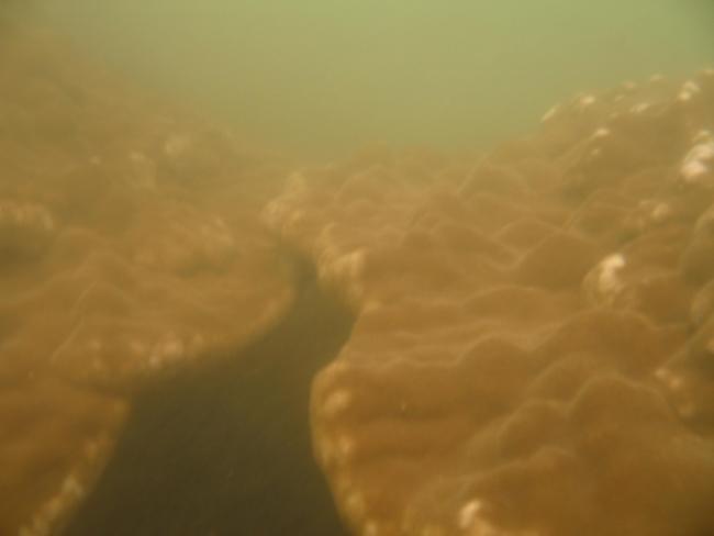 Porites lobata 