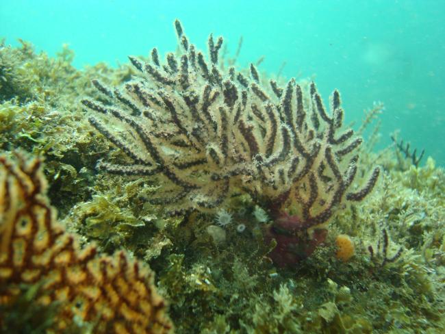 Octocorales