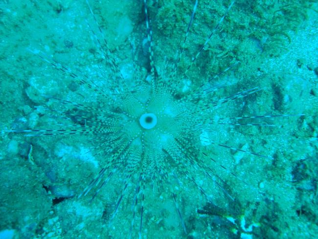 Astropyga pulvinata