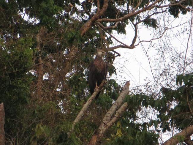 Haliaeetus vociferoides