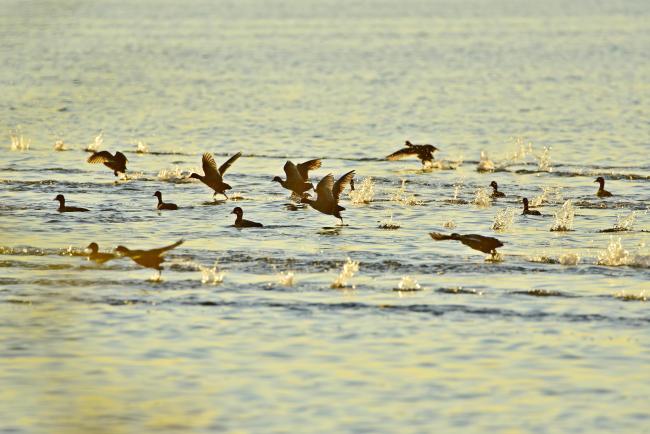 Common Moorhen on the Ramsar site