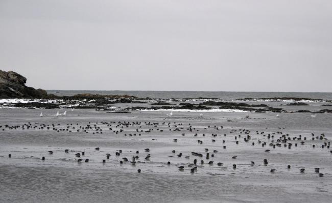 The lagoon at Sørkappøya with the purple sandpiper
