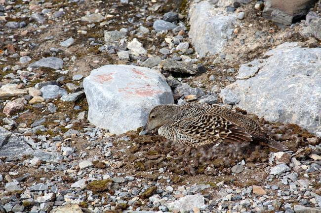 Nesting female eider 