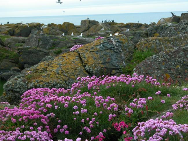 Summer at Kjørholmane.