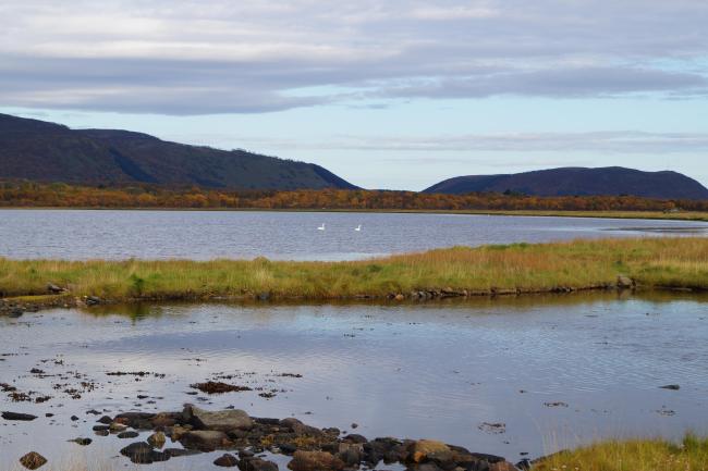 Swans in Risøysundet