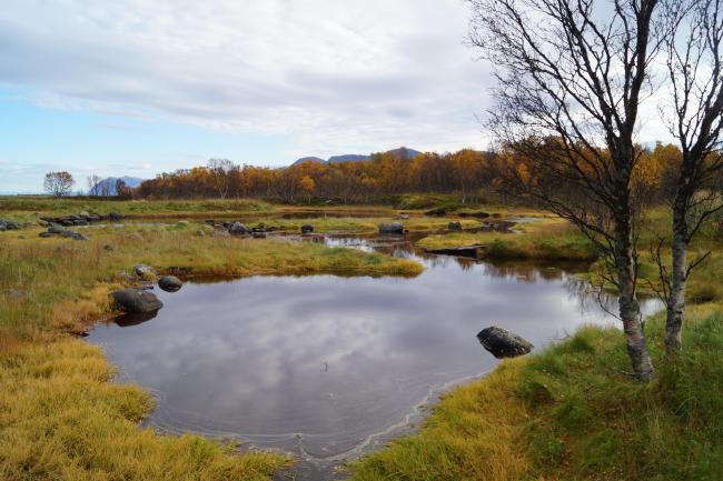 Wetland in Risøysundet