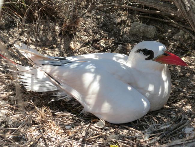 Phaethon rubricauda