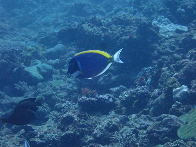 Poisson chirurgien