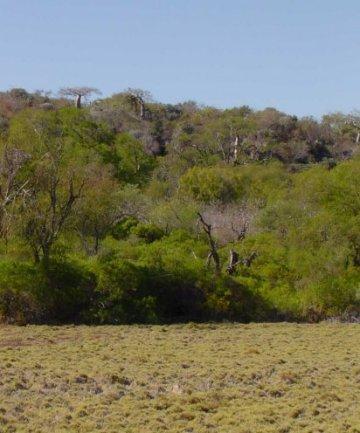  Baobabs on escarpment, Lac Tsimanamsotsa, eastern shore.