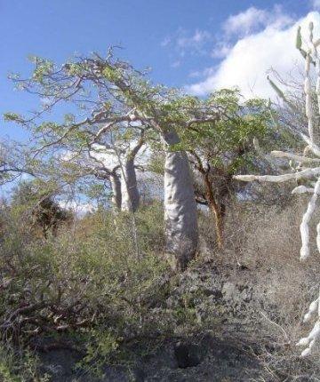 Baobabs on escarpment, Lac Tsimanamsotsa, eastern shore.
