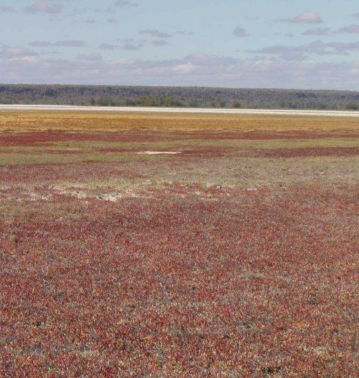 View east across salicornia, Lac Tsimanamsotsa, north end.
