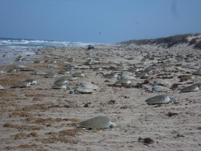 Arribada 11 de junio de 2011 en el Santuario Playa de Rancho Nuevo