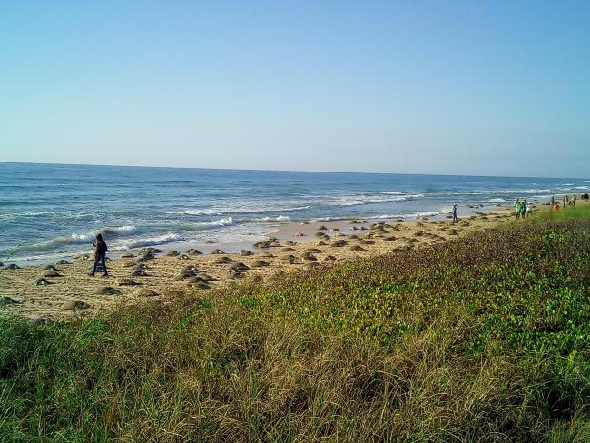 Arribada de tortuga lora en el mes de mayo de 2018 en la zona de Barra Calabazas. Se observó a las 7:20 am aproximadamente