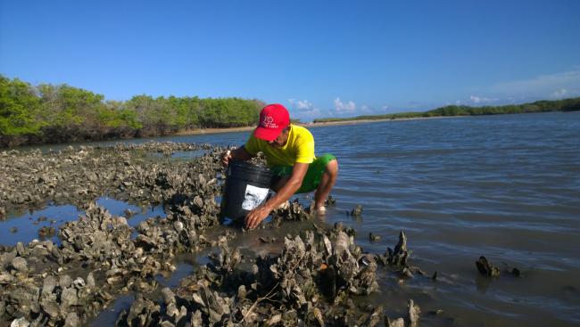 Aprovechamiento de los recursos naturales, colecta de ostión para consumo local