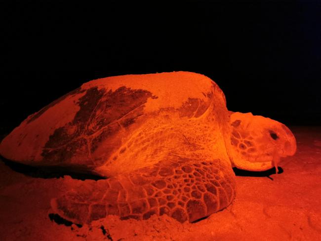 Tortuga verde (Chelonia mydas) durante el retorno al mar despues de ovopositar