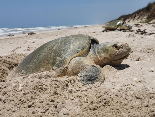 Tortuga lora anidando durante arribada