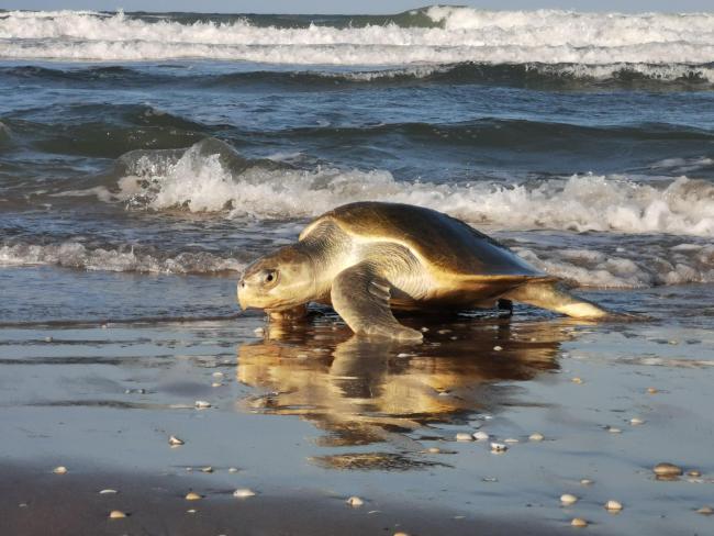 Tortuga lora durante la salida del mar en búsqueda de sitio para anidar