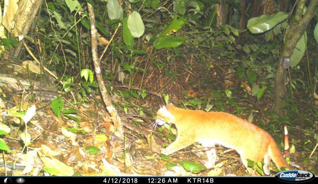 Asiatic Golden Cat