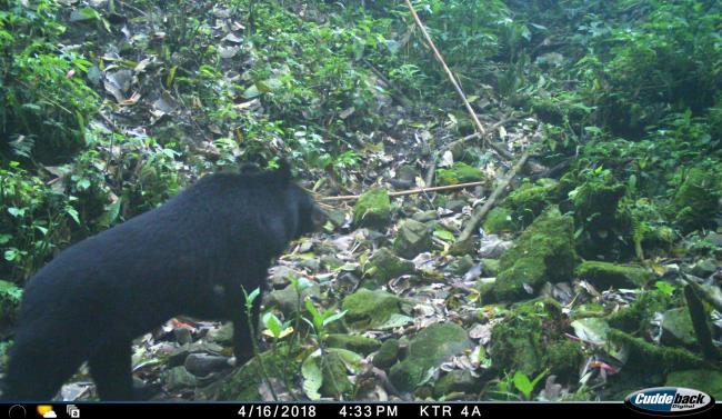 Himalayan Black Bear