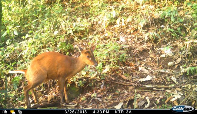 Barking Deer