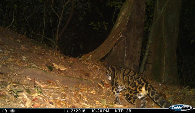 Clouded Leopard