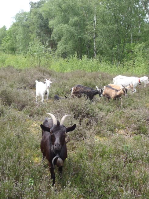 Pâturage par des chèvres dans la lande humide de Monceaux