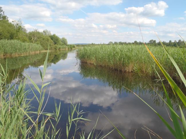 Roselière inondée dans le marais de Labruyère