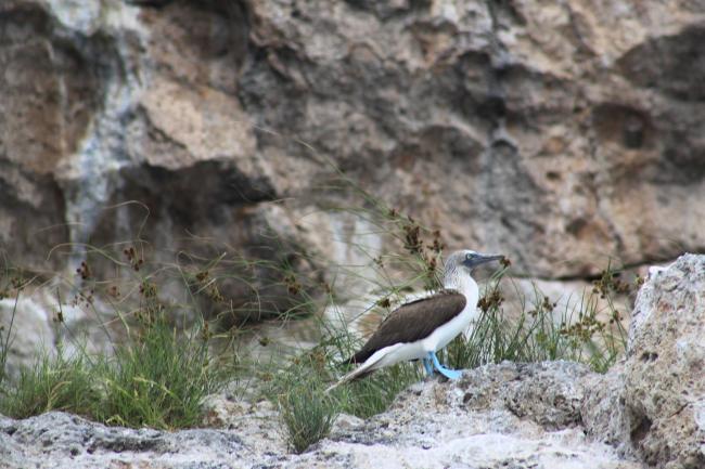 Bobo patas azules (Sula nebouxii)
