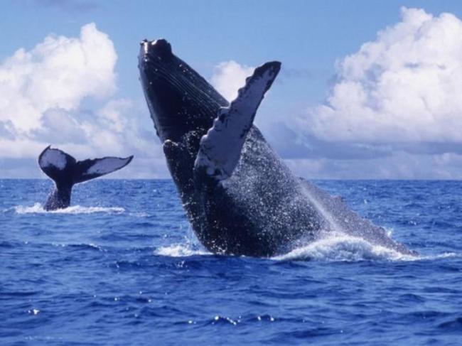 Ballena jorobada (Megaptera novaeangliae)