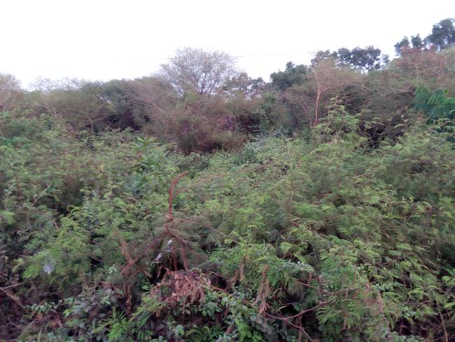 Forêt ripicole sur les berges des barrages
