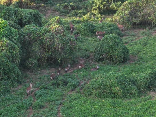 Population de waterbuck à l'intérieur de la FCBO