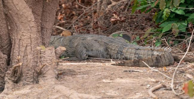 Crocodile à l'intérieur de la FCBO