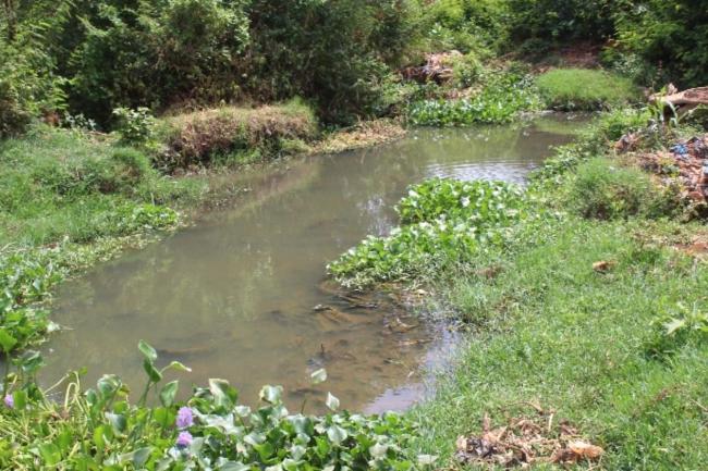 Cours d'eau naturel à l'intérieur de la FCBO