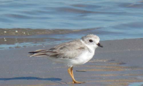 Chorlito melodico (Charadrius melodus)