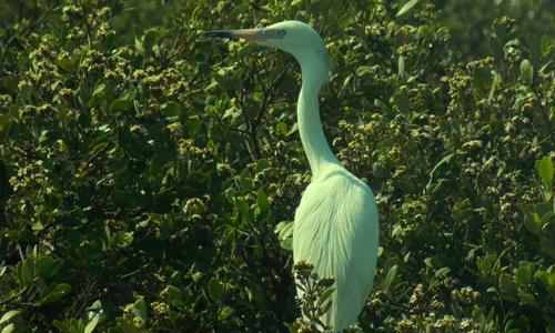 Garza blanca (Aredea alba)