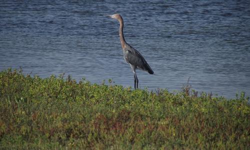 Garza Rojiza (Egretta rufescens)