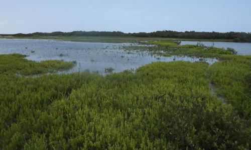 Humedales