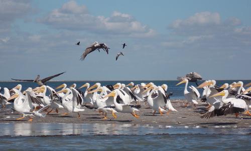 Pelícano blanco (Pelecanus erythrorhynchos)
