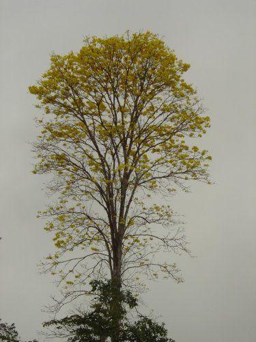 En la época seca florecen espectacularmente árboles tales como el Corteza Amarilla (Tabebuia ochracea)