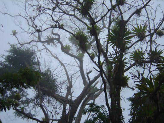 Encontramos también numerosas epífitas en los árboles cercanos a las lagunas