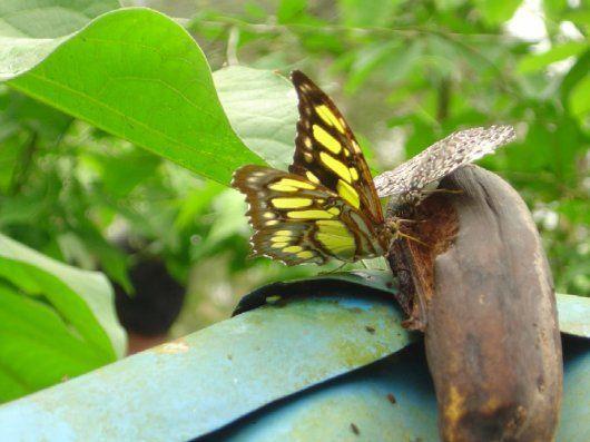 Una Siproeta stelenes disfruta con uno de sus alimentos predilectos, el banano podrido