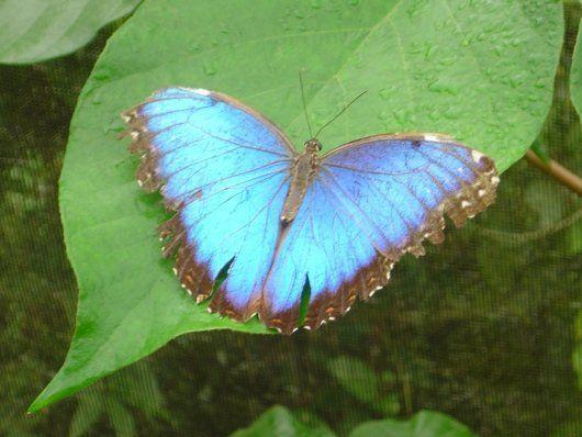 La inconfundible Morpho peleides es una de las mariposas más admiradas que encontramos en Costa Rica