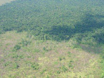 Las áreas boscosas del sitio poseen concentraciones de Cedro María (Calophyllum brasiliense) o Cativo (Prioria copaifera), mientras que en áreas poco drenadas encontramos dominio de la palma conocida como Yolillo (Raphia taedigera). La deforestación también amenaza al Sitio, en particular a estos últimos parches de bosque primario restantes…
