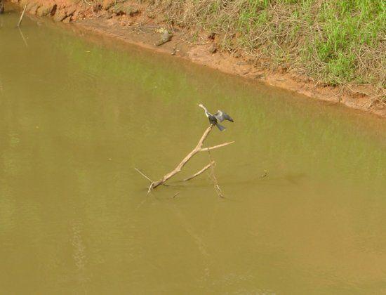 Pato aguja (Anhinga anhinga) seca sus alas al sol en el Río Frío