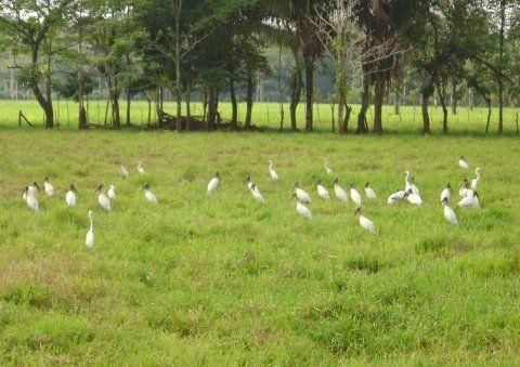 Cigueñones (Mycteria americana) y garzas reales (Ardea albus) son comunes en la zona en verano