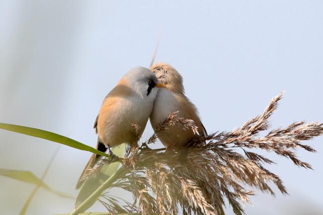 Bearded Reedling